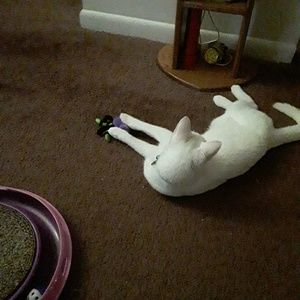 Meet your Posher, Sam